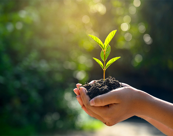 المحافظة على البيئة في الإسلام